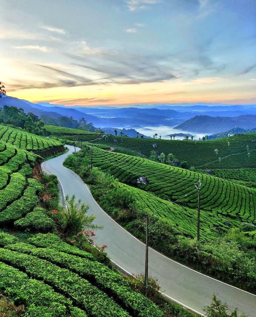 Munnar - Tea Country & Mountain Landscapes