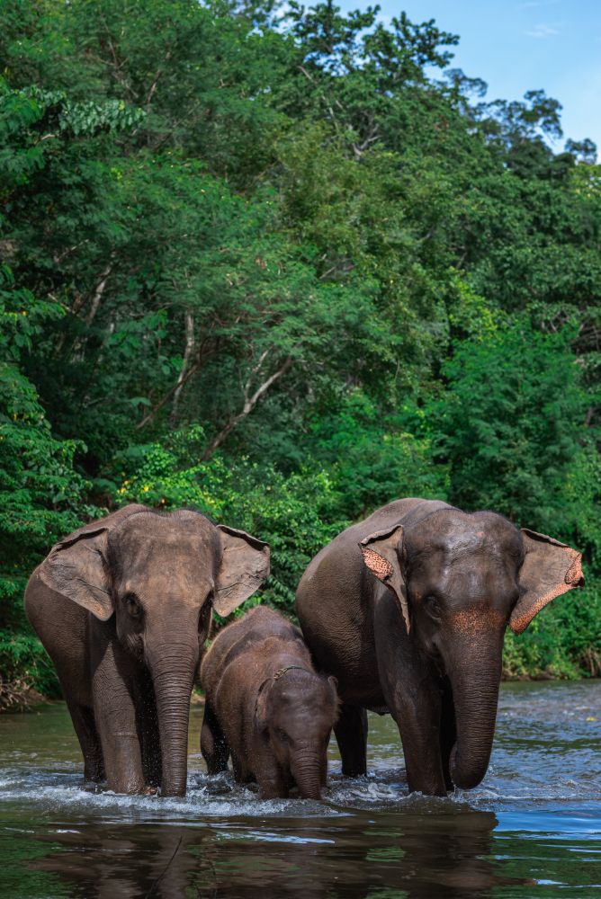 Periyar Wildlife Sanctuary Cruise