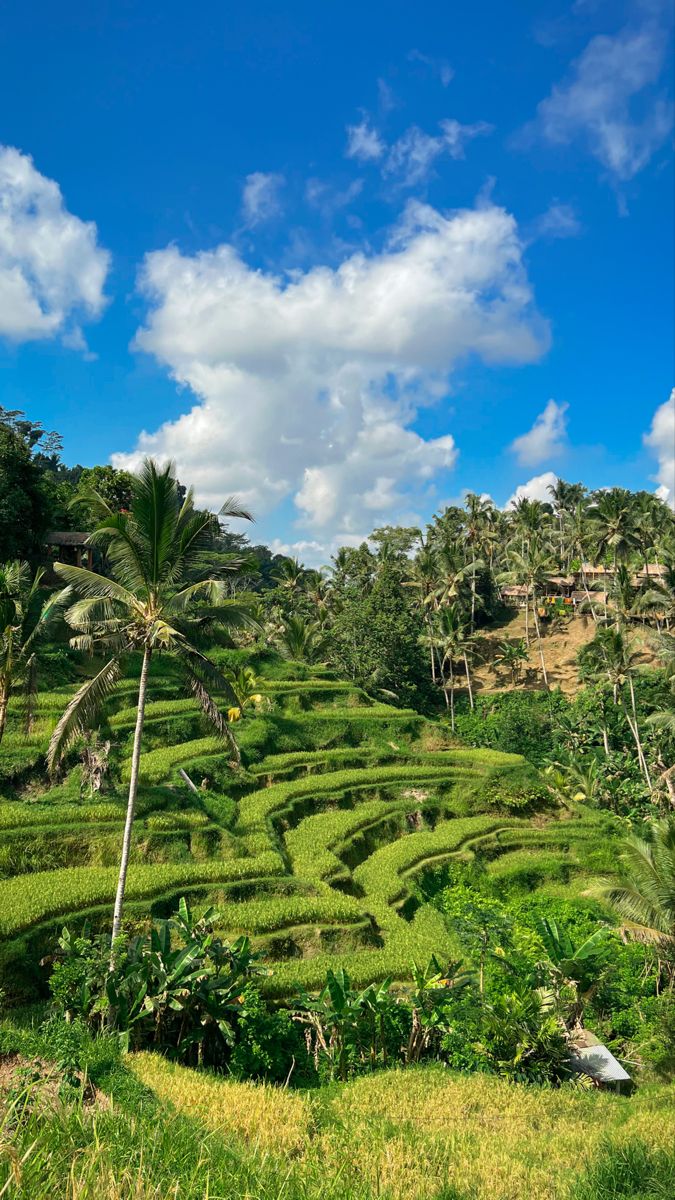 Ubud Tegallalang Rice Terraces & Monkey Forest