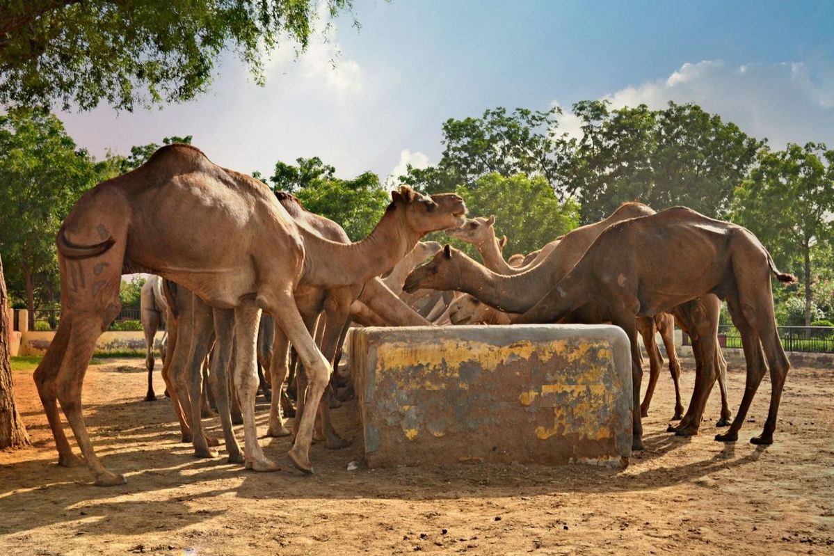 Jodhpur to Bikaner Fort & Camel Farm