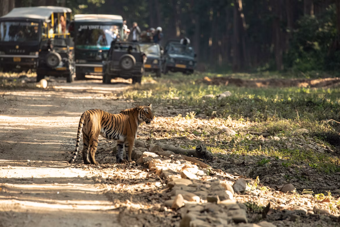 Parques Nacionales de la India: Un Viaje por la Naturaleza Salvaje