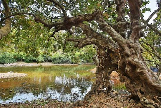 Aralam Wildlife Sanctuary