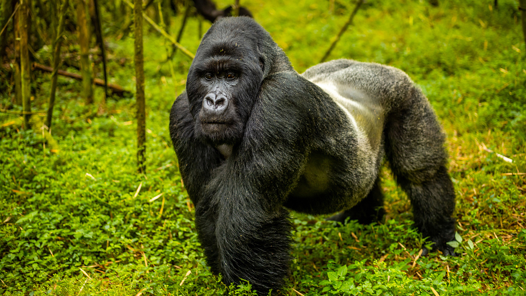 Gorilla safari travel inspiration