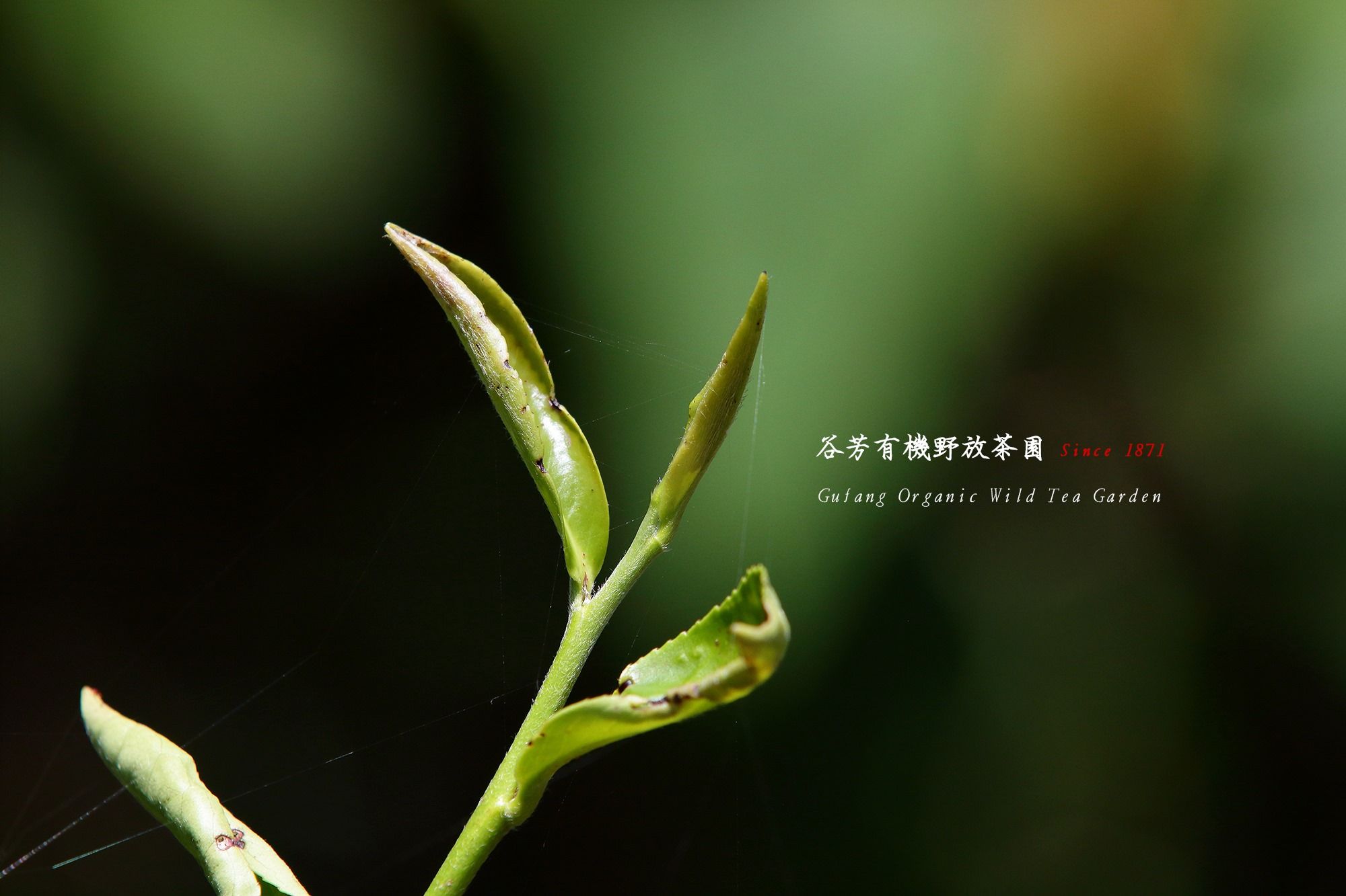 谷芳有機茶園