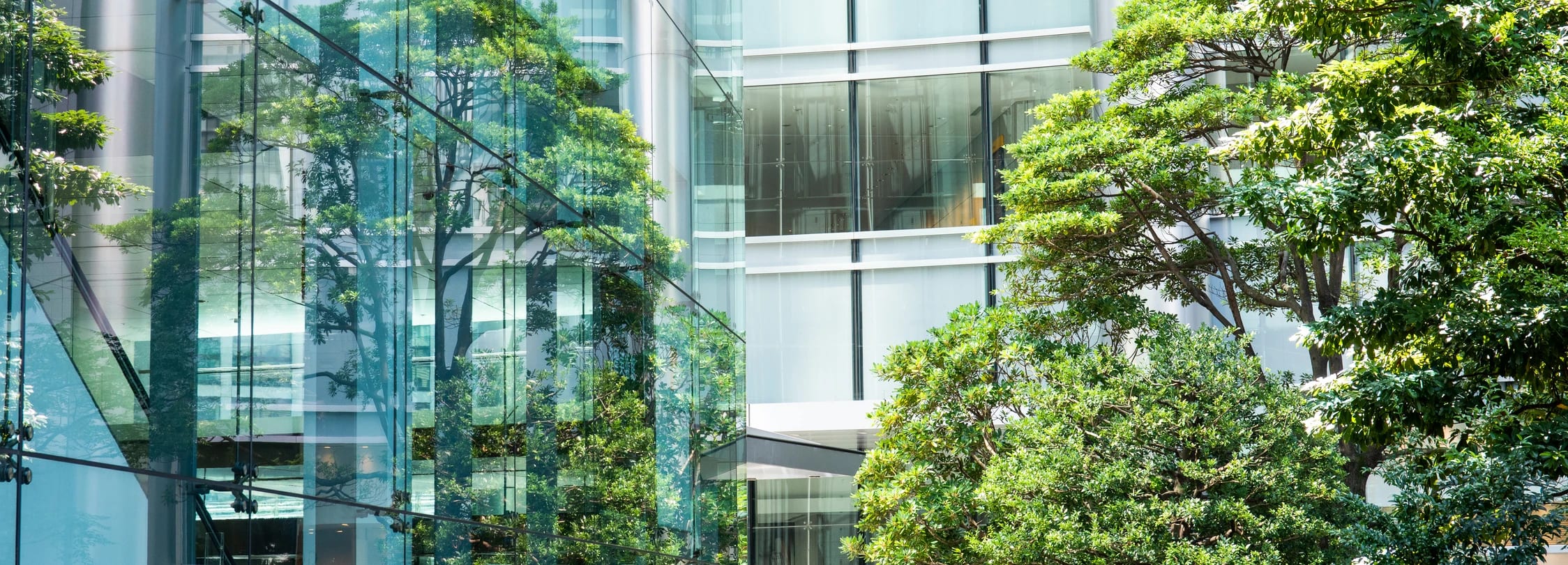 glass building and a tree