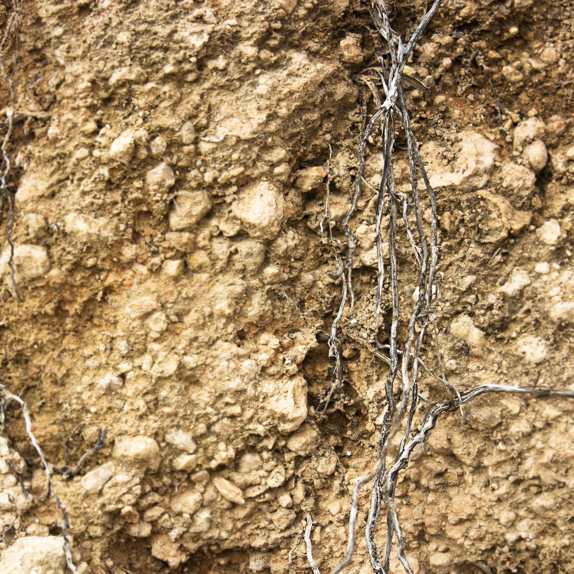 Are Tree Roots Blocking Your Drains?
