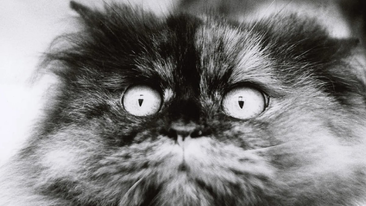 Animals in focus through the lens Animals in focus through the lens - animal photography
