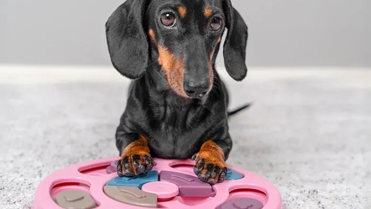Urgent Brain Function Alert for Beloved Pets Urgent Brain Function Alert for Beloved Pets - dog brain health