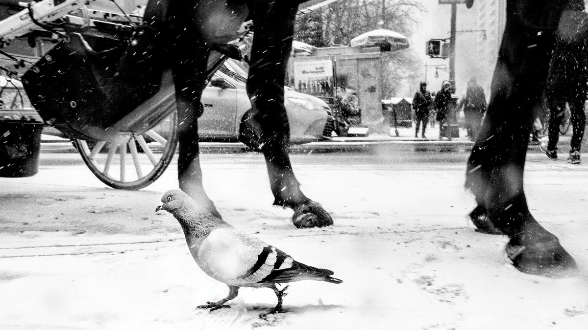 Street legend Alan Schaller shows animal portraits - street photography