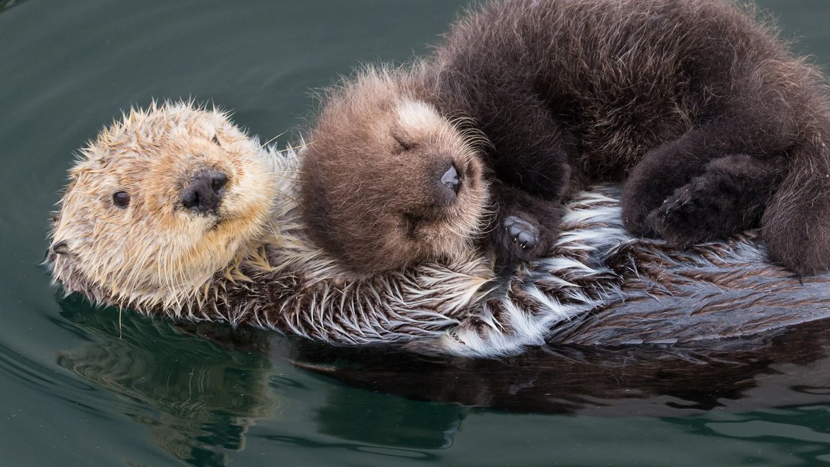 Stunning Animal Photos Reveal Heartbreaking Story - wildlife photography