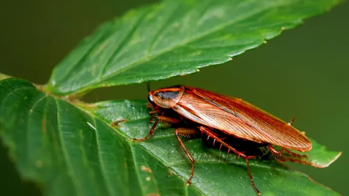 Insect Evolution Drives Ecosystem Stability - insect evolution