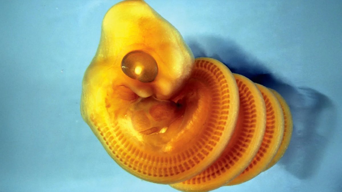 Scientists explain why snake embryos twist into spirals - snake embryo spirals