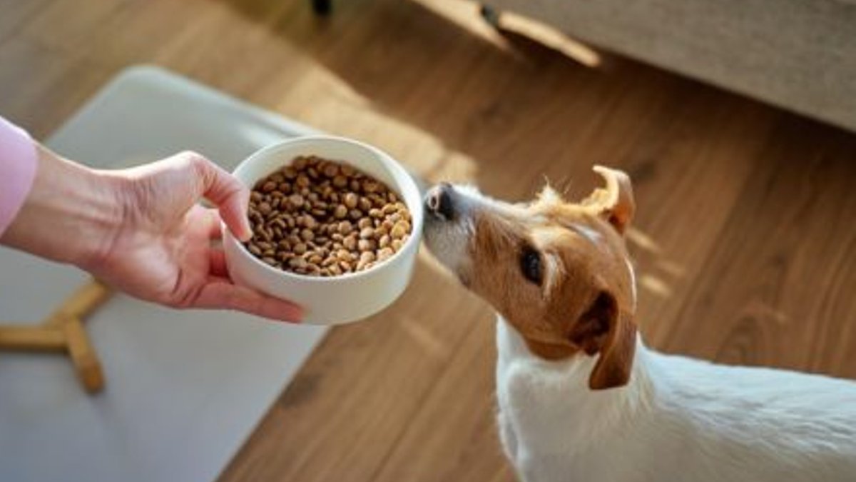 Argentina Pet Manufacturers Target Premium Regional Exports - argentina pet food