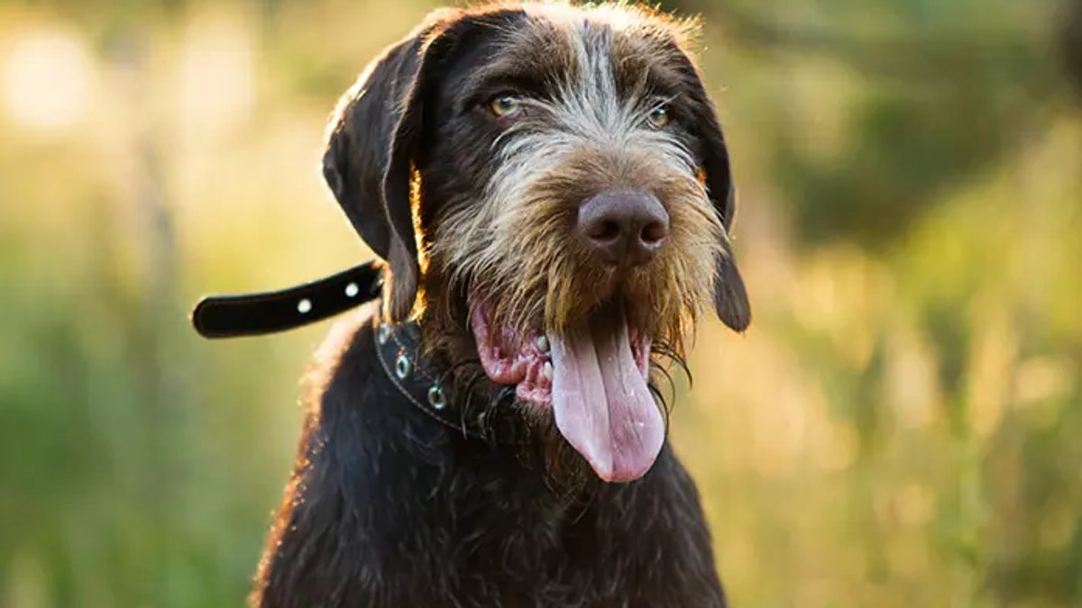 German Dogs Master Multiple Tasks German Dogs Master Multiple Tasks - german dogs master multiple tasks