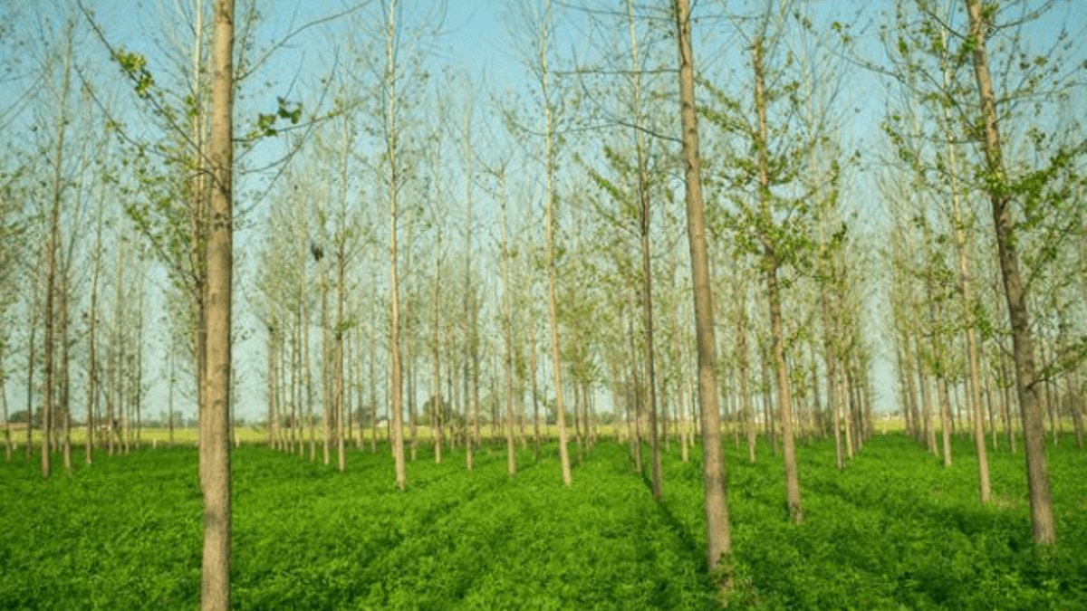 Agroforestry drive plants 24,000 trees in Bauchi - agroforestry trees