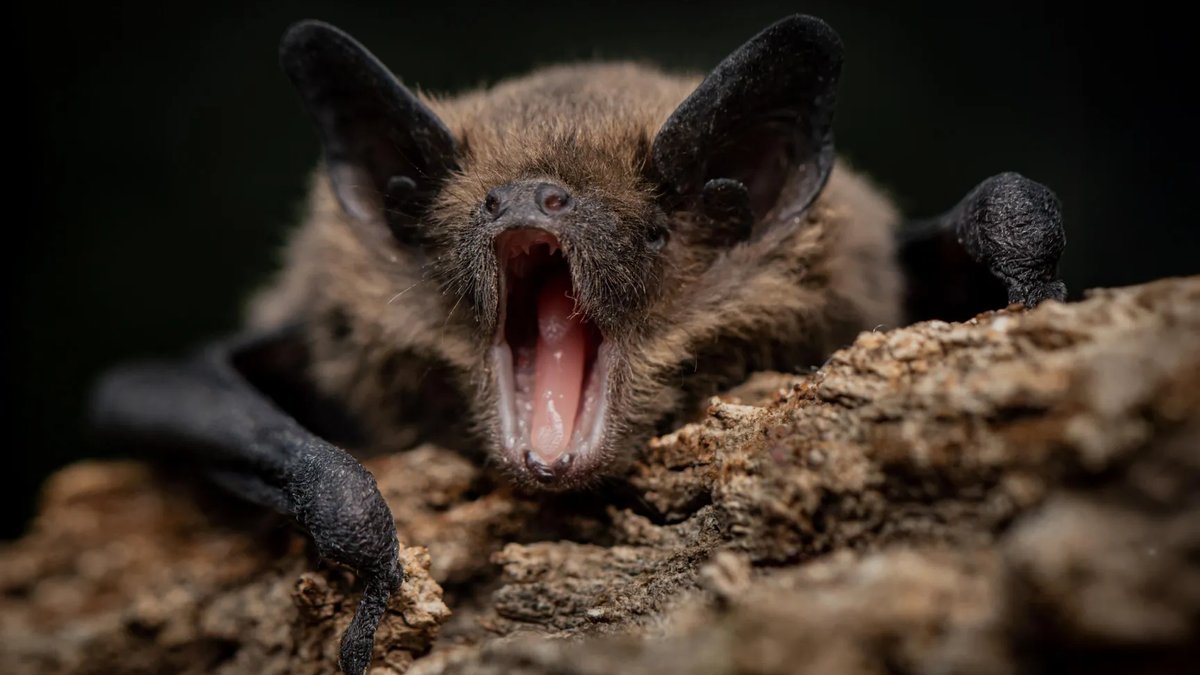 Bats resistant to own deadly viruses found - bats viruses