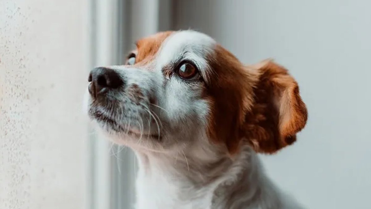 Help Storm-Phobic Dogs But Avoid This Mistake Help Storm-Phobic Dogs But Avoid This Mistake - storm-phobic dogs