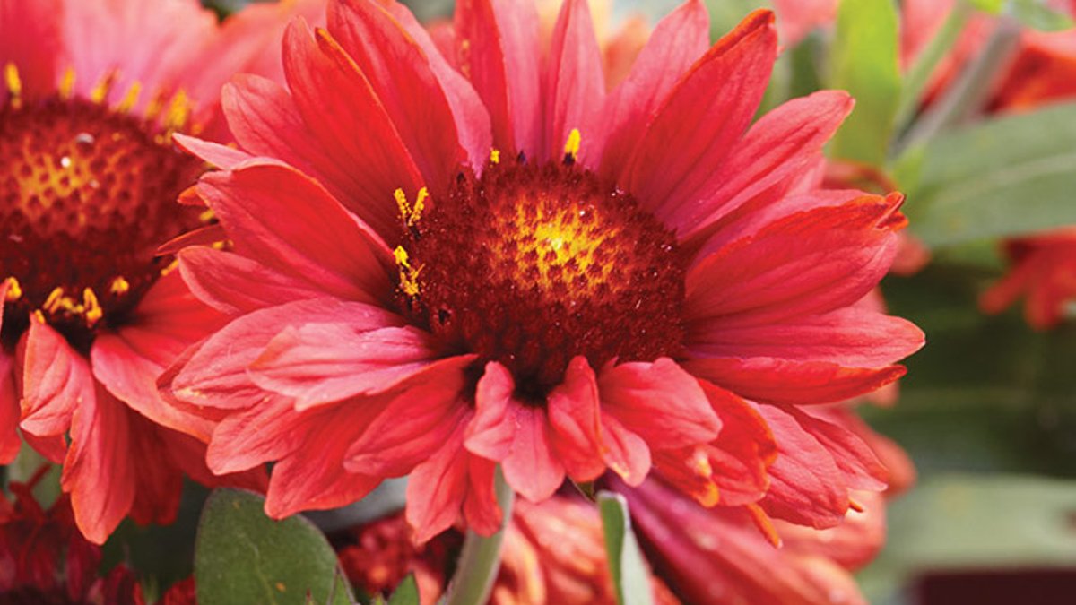 Mesa Red Blanket Flower Thrives in Sun - mesa blanket