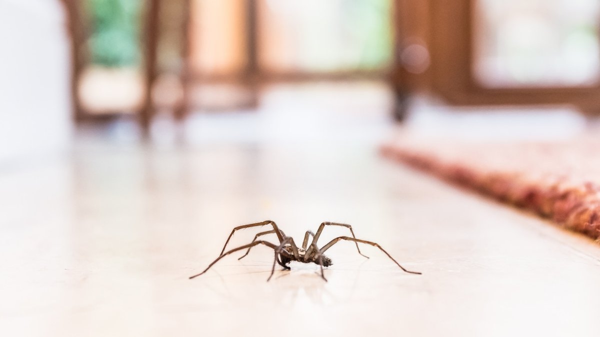 Spider season tips to keep them out Spider season tips to keep them out - spider season