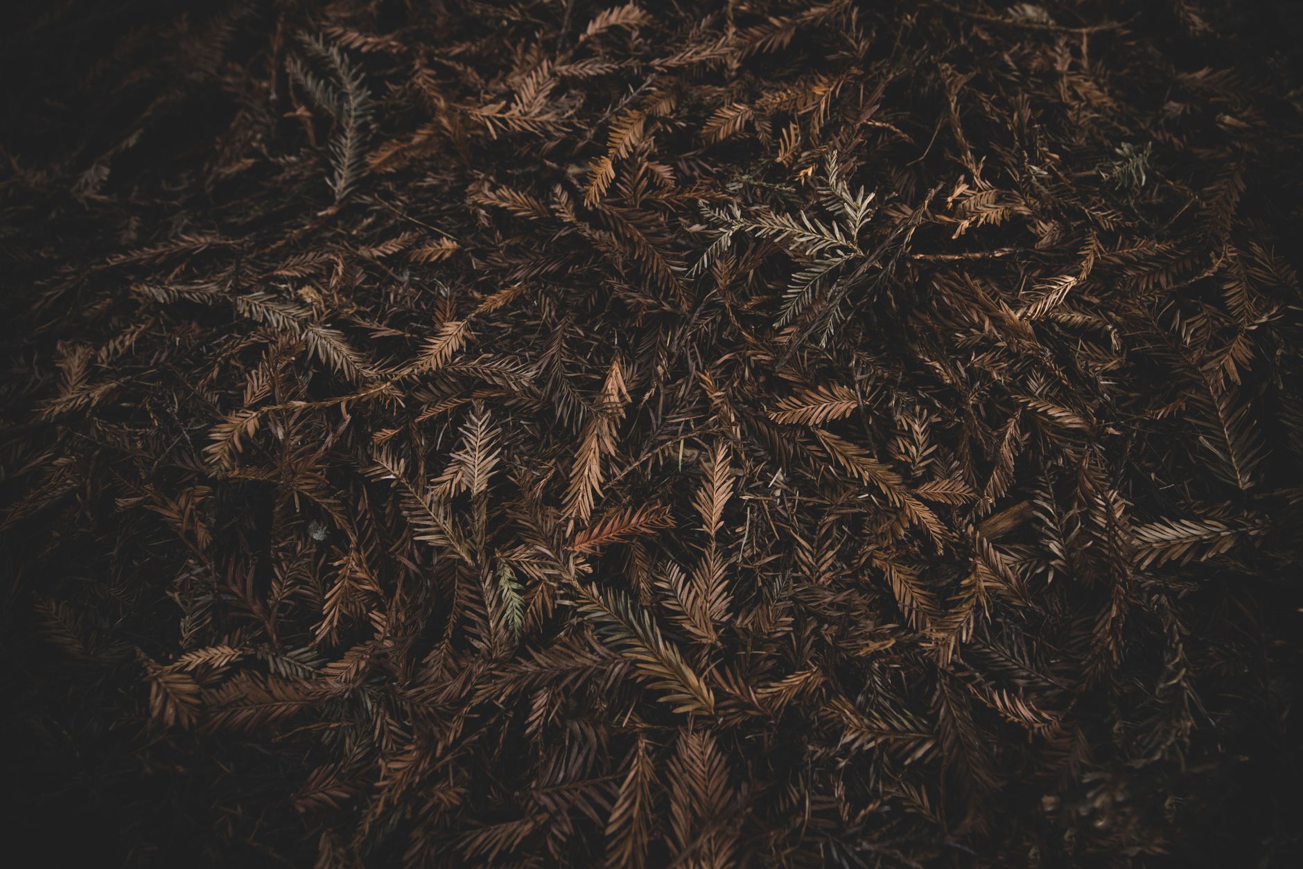 Garden Mulch Guide: What to Use and Why It Matters