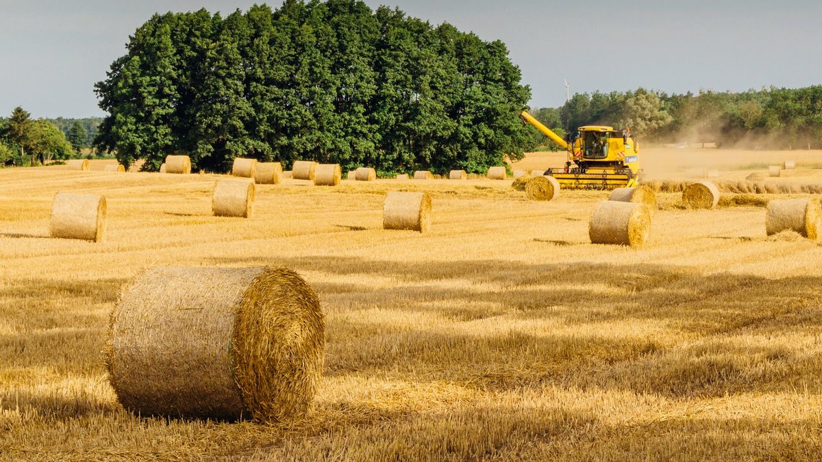 Africa needs own agricultural development bank Scenic rural landscape of golden hay bales in a wheat field with a combine harvester at work under a clear sky.