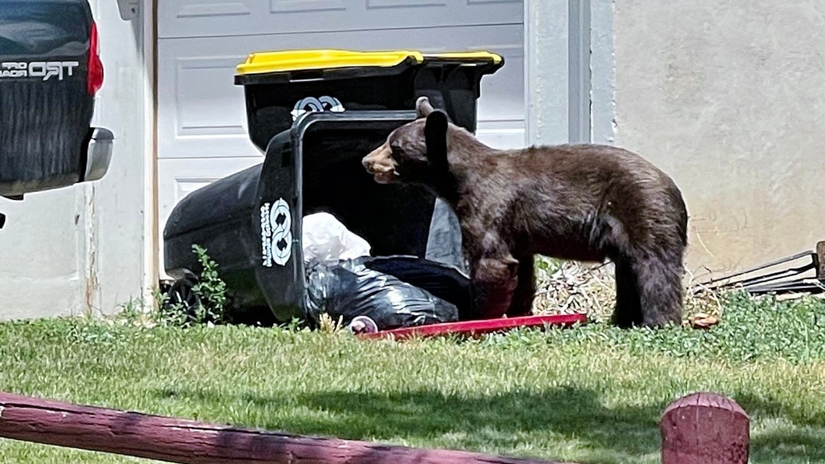 Colorado Bear Euthanized After Eating Trash - colorado bear euthanized