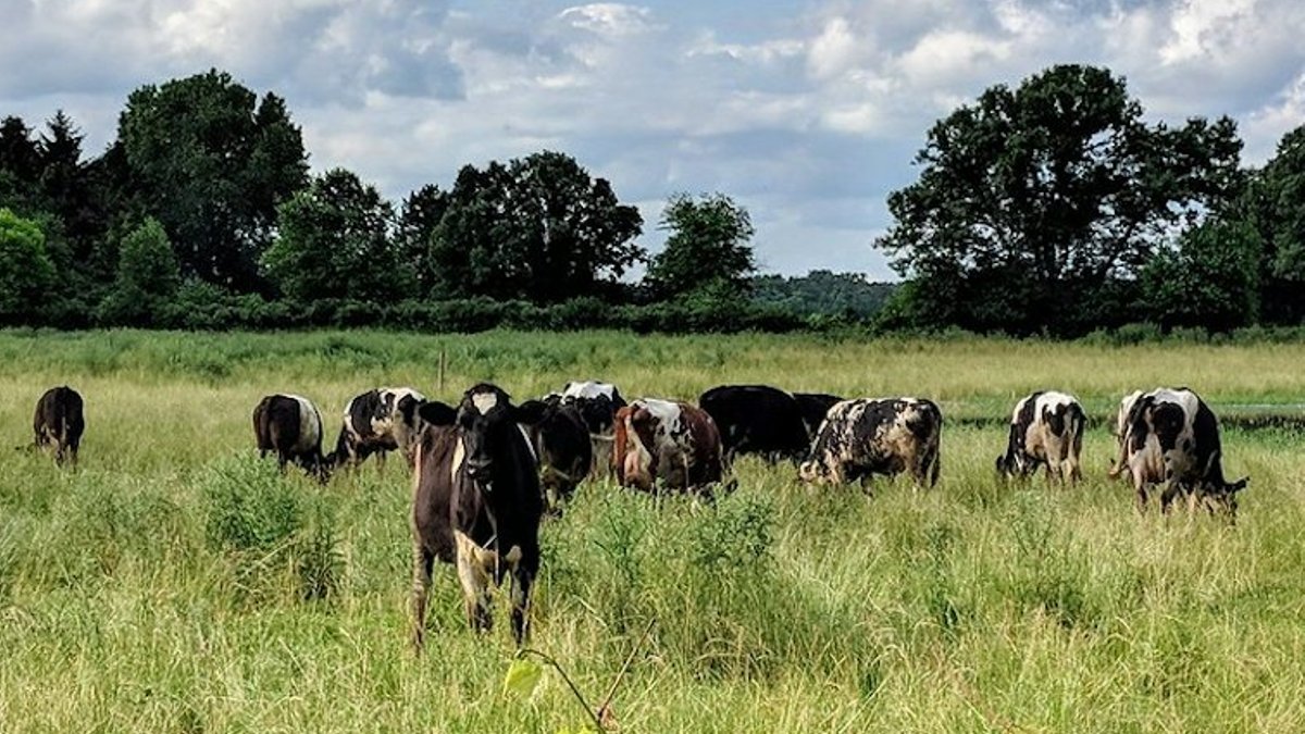 Ethical sourcing reshapes pet food demand alongside human food trends - ethical sourcing pet food