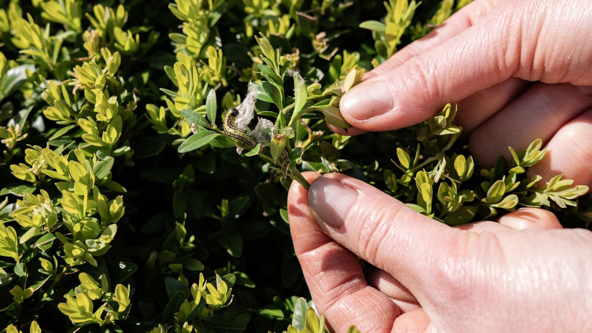 Inkberry Holly Replaces Boxwoods as a Durable Alternative Inkberry Holly Replaces Boxwoods as a Durable Alternative - inkberry holly