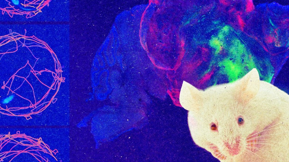 Stanford Engineers Mice with Human Brain Tissue