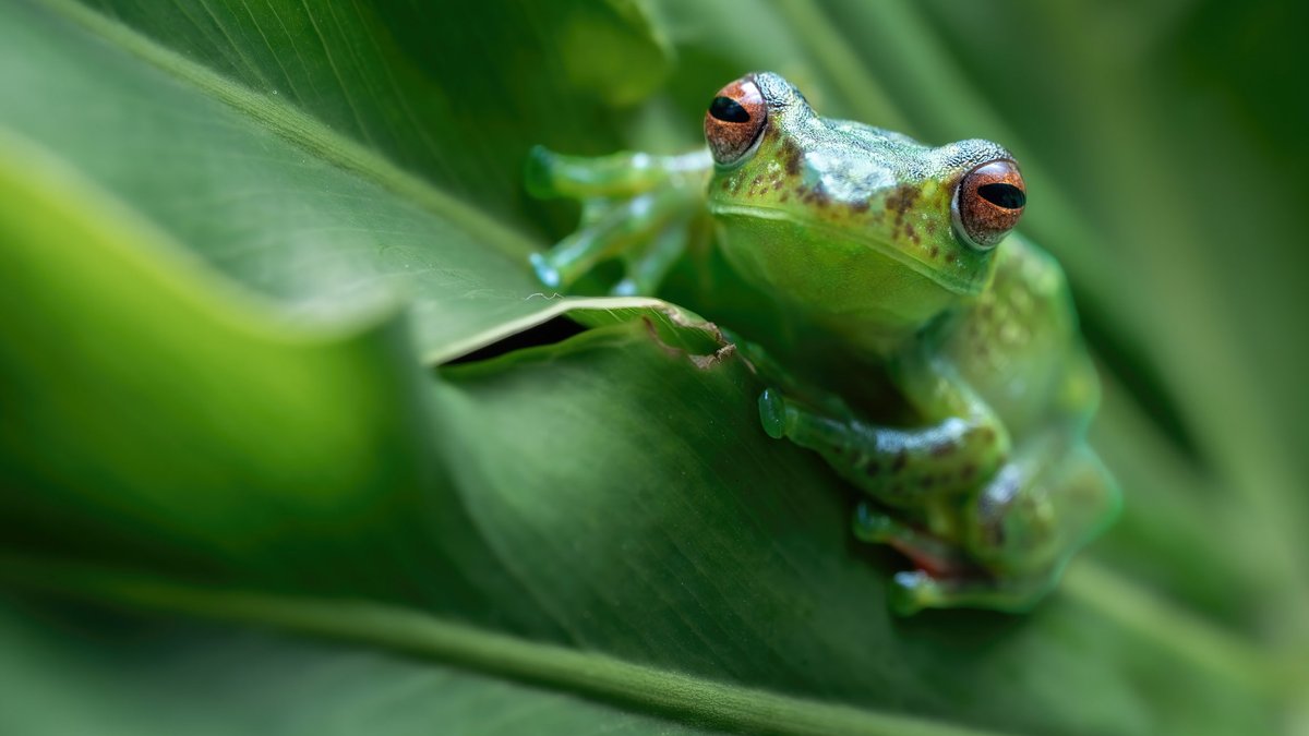 Delaware Ruling Cites Frog Fable in SPAC Case Delaware Ruling Cites Frog Fable in SPAC Case - delaware spac ruling