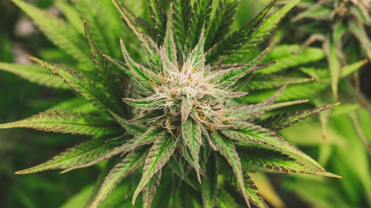 Rented properties see cannabis farm fire spike Rented properties see cannabis farm fire spike - cannabis farm fire