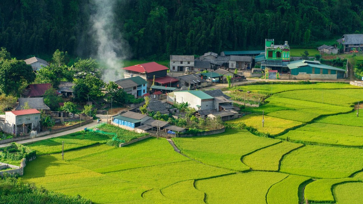 A picturesque rural village surrounded by lush green rice fields, showcasing agricultural beauty.