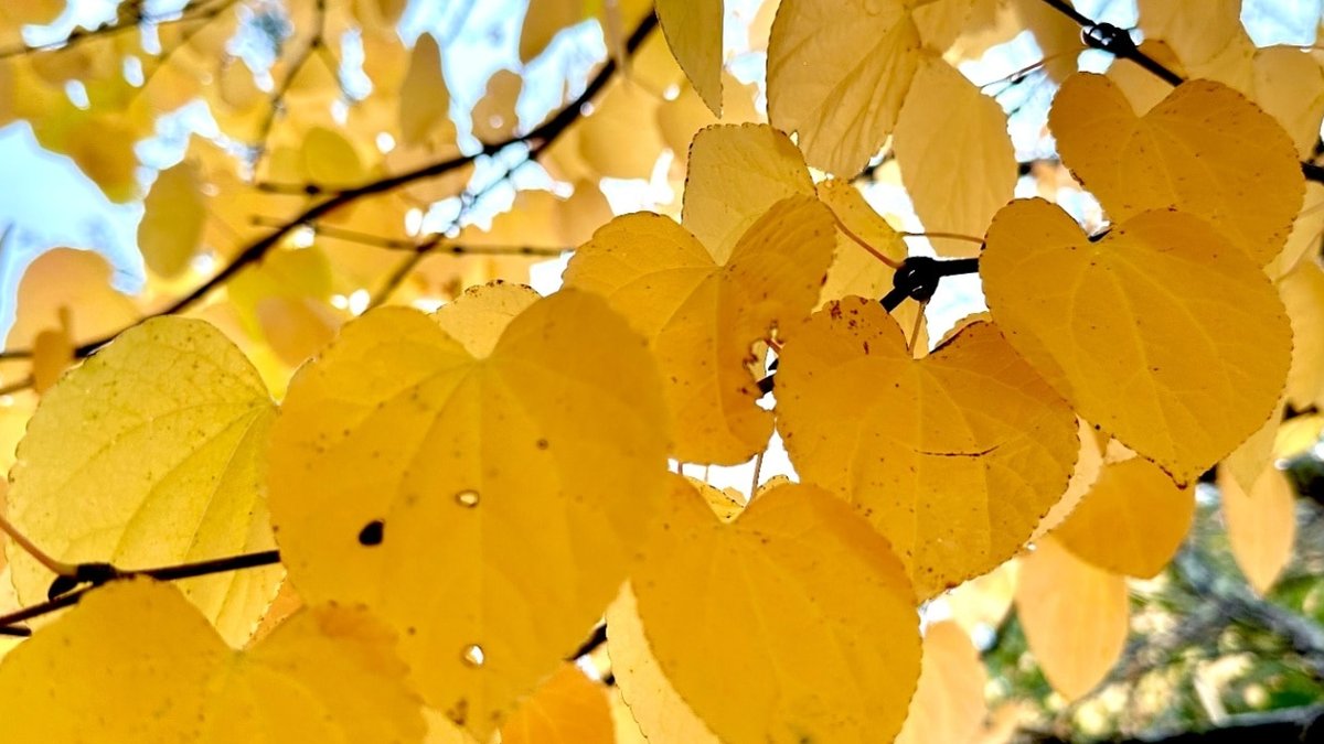 Trees for lively autumn colour - autumn colour