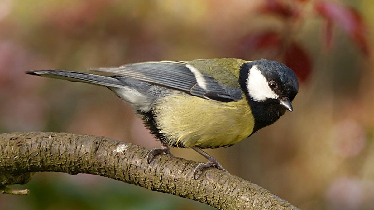 Great tit, parus major, bird, garden, foraging, nature, branch.