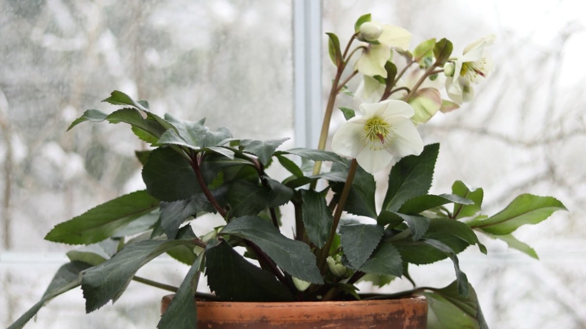 Seven plants for festive pot displays - festive pot