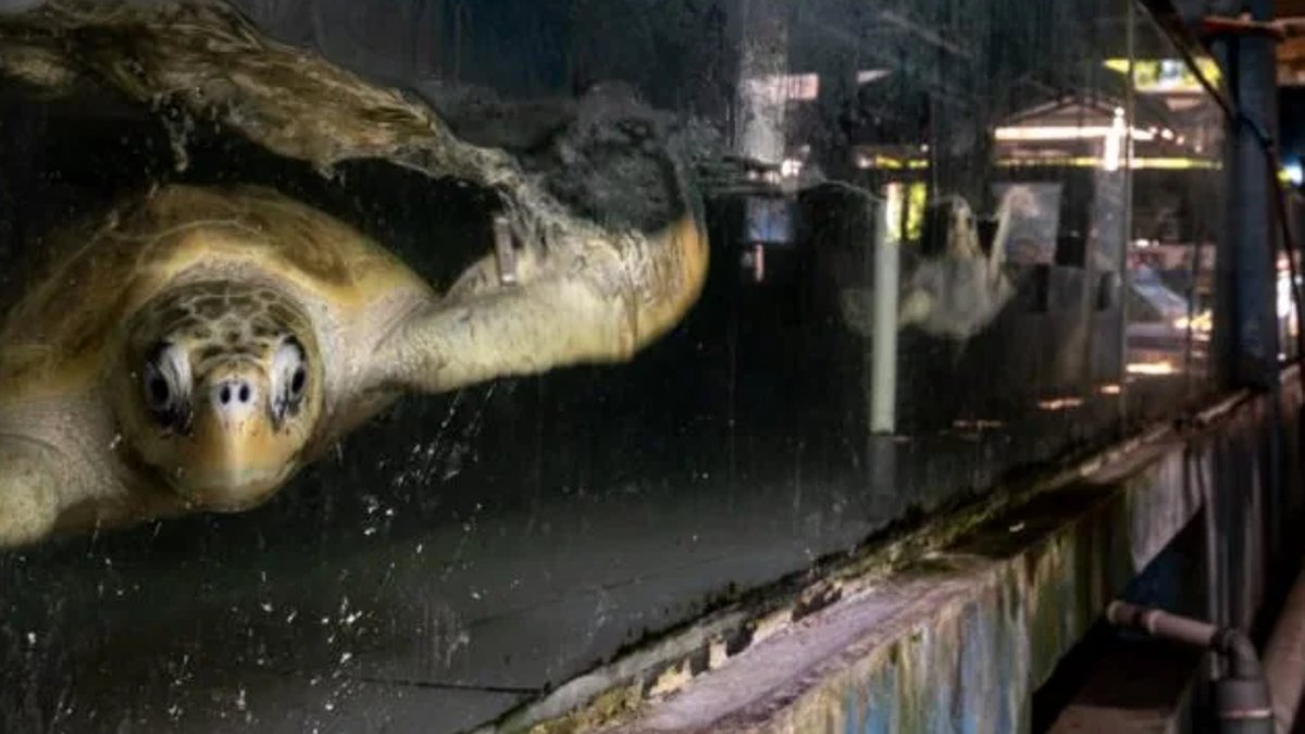 Bali Conservation Facility Accused of Animal Cruelty - animal cruelty