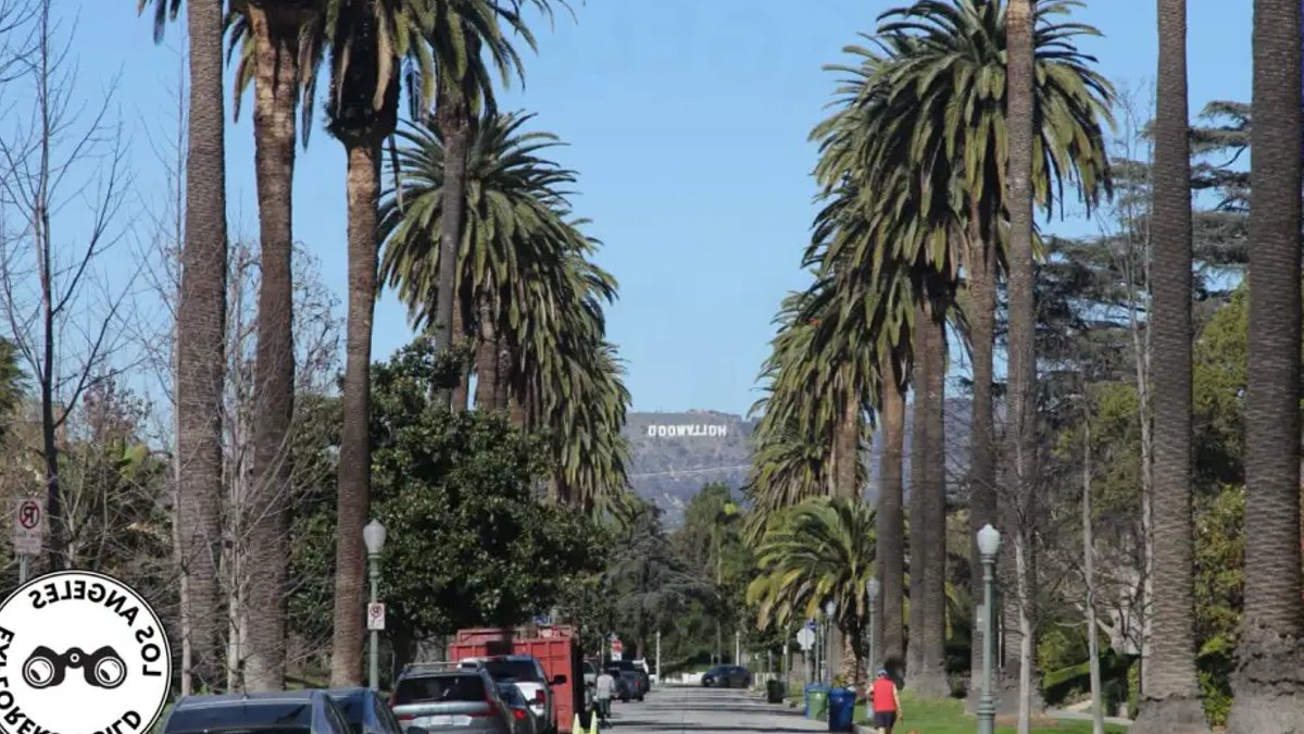 LA Palm Tree Ban Debate Over Water, Shade, and Practicality LA Palm Tree Ban Debate Over Water, Shade, and Practicality - la palm tree ban