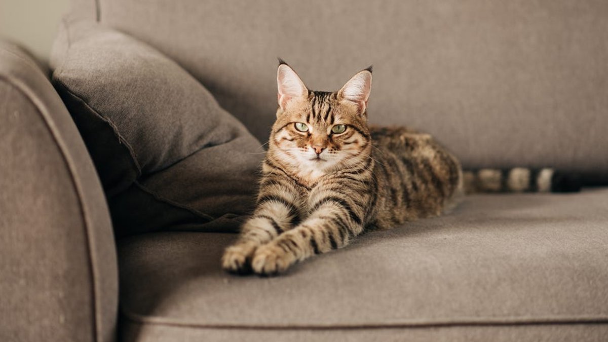 Experts explain why enzyme cleaners are key to removing cat Experts explain why enzyme cleaners are key to removing cat - enzyme cleaners cat urine