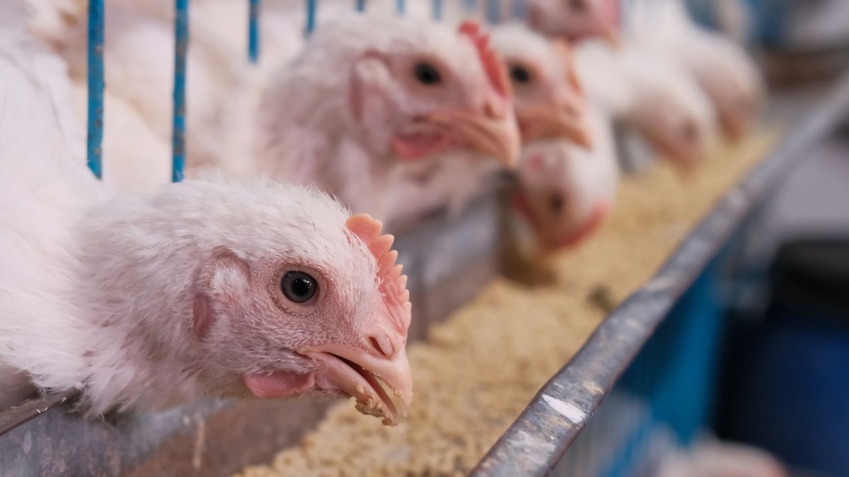 White chickens feeding in a farm setting with a blurred background.