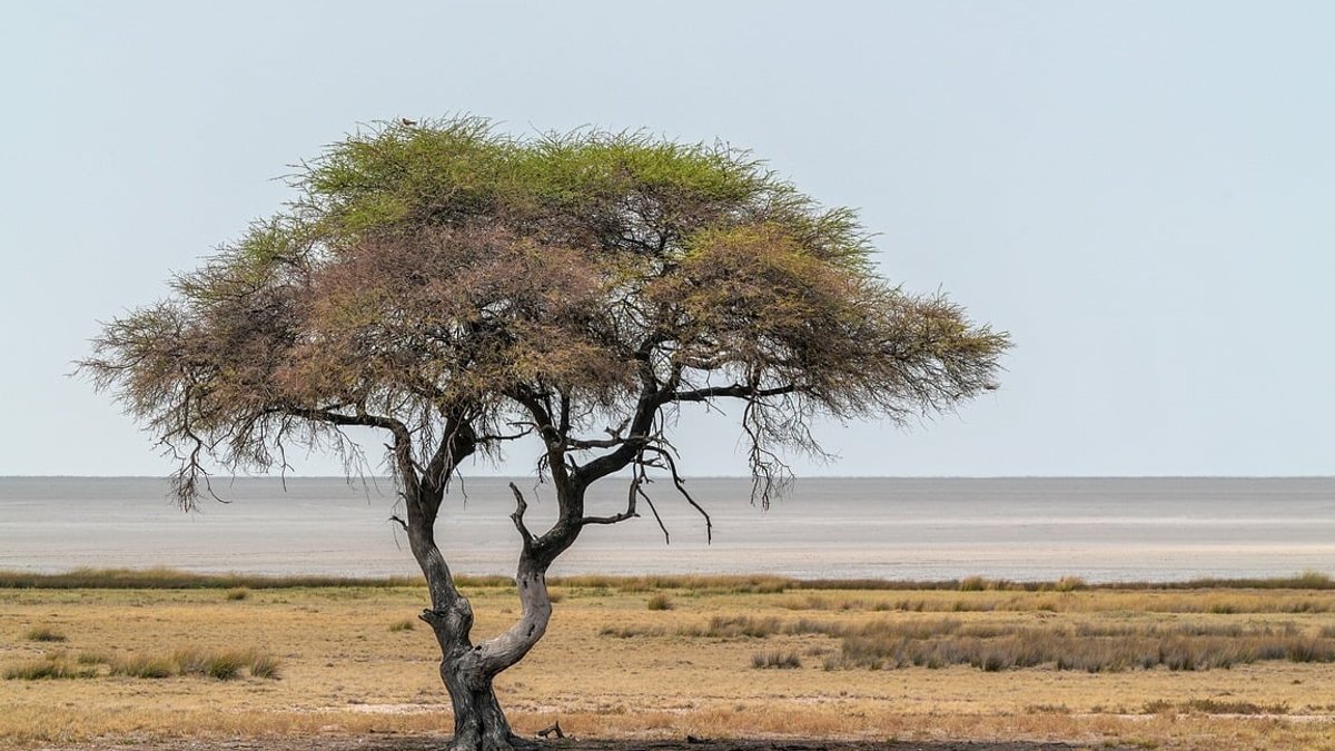 Acacia, nature, tree, africa, etosha, salt pan, scenery, panorama.