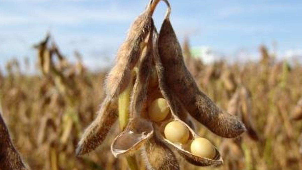 India probes Niger soybean imports for suspected mislabeling - india soybean imports