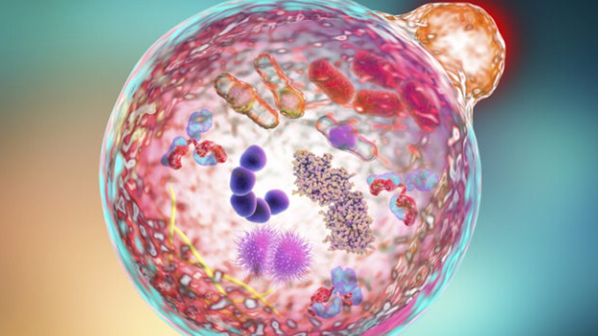 Treating Fibrotic Disease by Reversing Cellular Aging Computer illustration of a lysosome (orange) fusing with an autophagosome (large sphere).