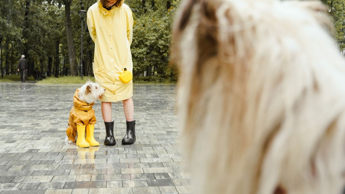 A woman and her dogs enjoy a rainy day in matching yellow raincoats outdoors.