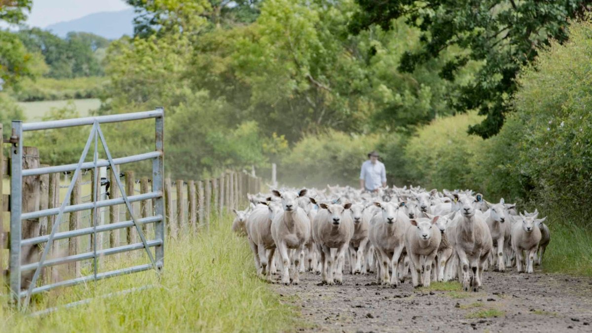 British sheep farmer Gordon moving his flock.