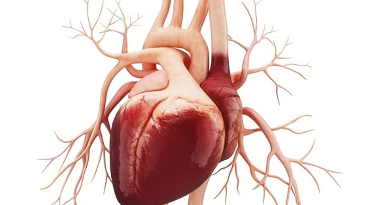 Long-Term Steroid Use Linked to Lasting Heart Damage - steroid heart damage
