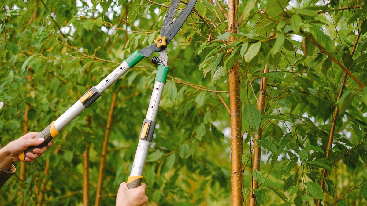 Side view of farmer with pruning shear trimming branches of tree with green leaves in orchard.
