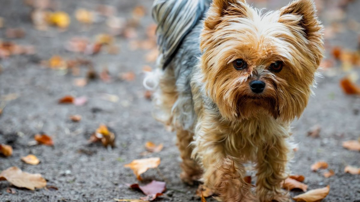 Charming Yorkshire Terrier with long fur strolls through colorful autumn leaves outdoors.