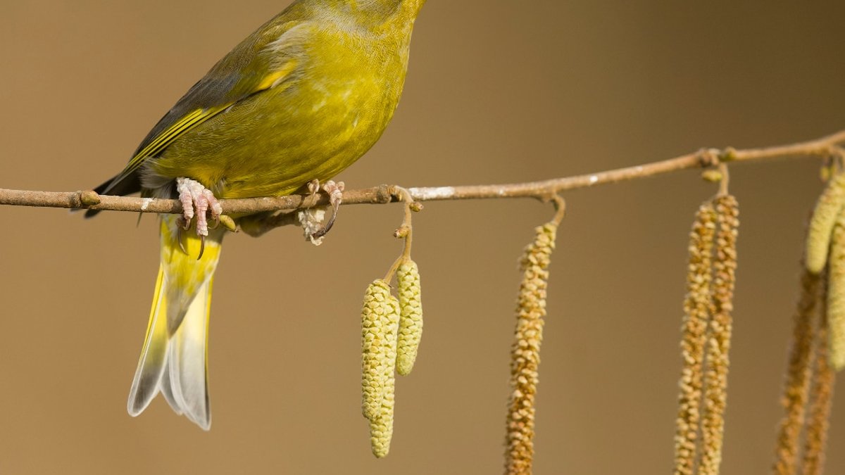 Spot These 6 Autumn Garden Birds in the UK - autumn garden birds