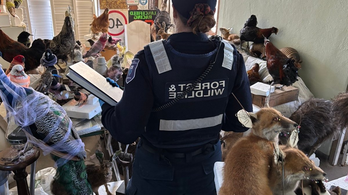 Kyneton Man Fined for 700 Dead Native Animals - kyneton man fined