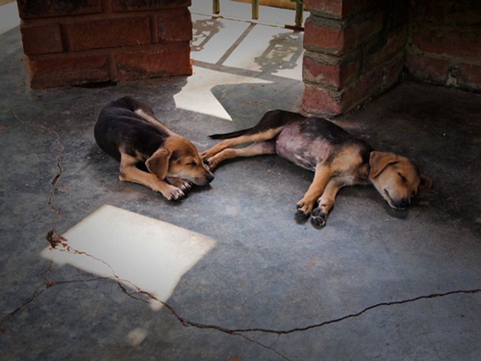 Cachorritos de siesta